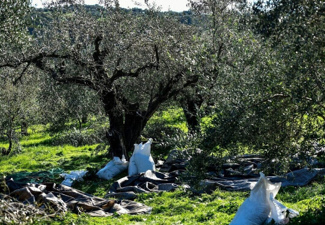 Απώλειες 200 εκατομμυρίων ευρώ ετησίως από τη μη τυποποίηση του ελαιόλαδου